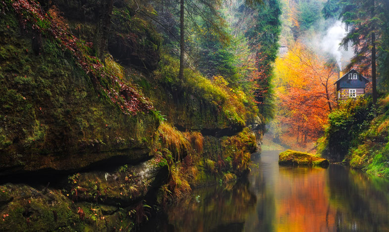 forest.jpg