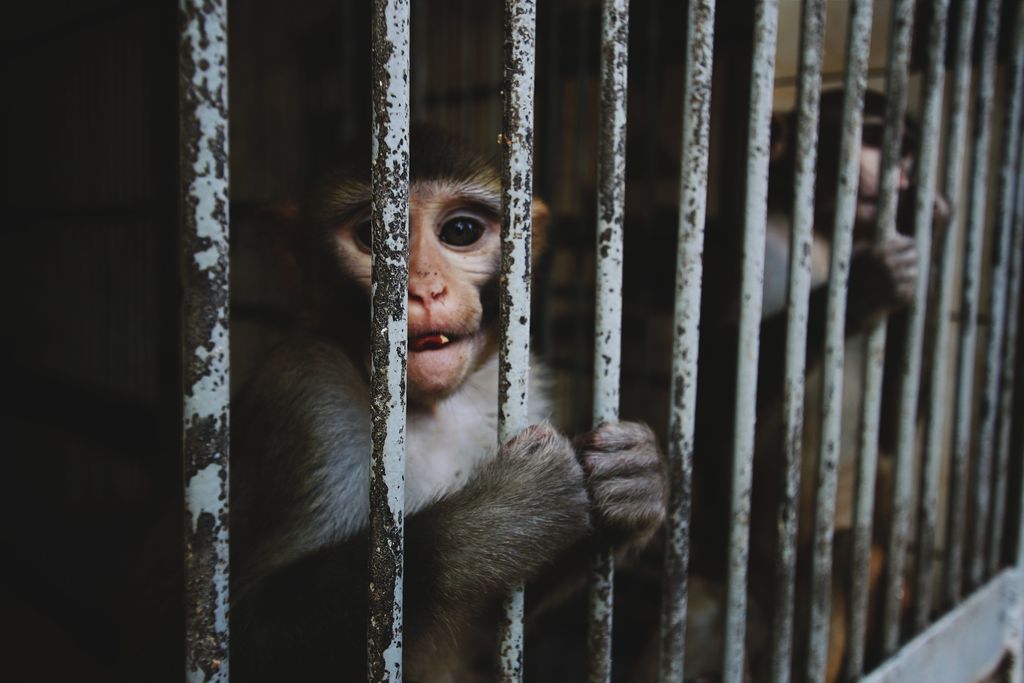 małpa w klatce