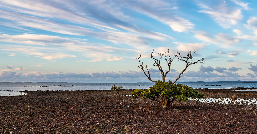 zielone drzewo na brązowym piasku w pobliżu morza